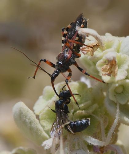 Rhynocoris sp.